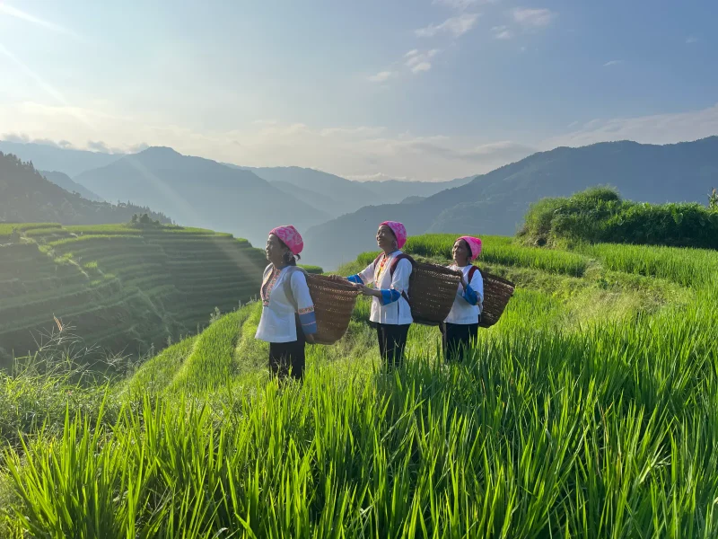 1-Day Private Tour: Longji Rice Terraces & Long Hair Village Adventure